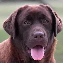 Labrador Retrievers from Candy Labs