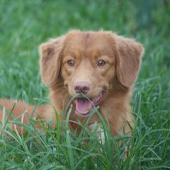 Nova Scotia Duck Tolling Retriever All Grown Up from Neff Tollers