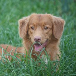 Nova Scotia Duck Tolling Retriever All Grown Up from Neff Tollers