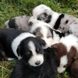 Australian Shepherd Puppies from Kendra Phillips