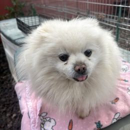 Bear - Pomeranian