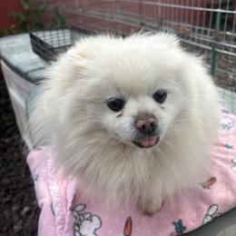 Bear - Pomeranian