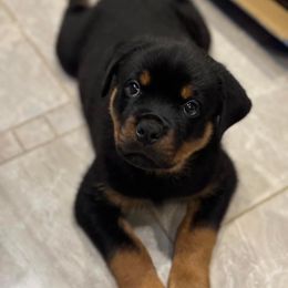 Rottweiler and Yorkshire Terrier Puppies from Superior Family Kennels