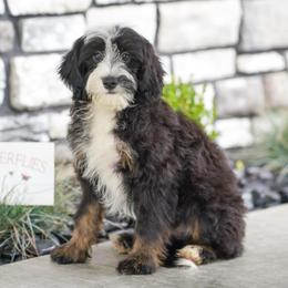 Pearl (socialization program student) - Tri-color female Bernedoodle puppy in Dundee, Ohio from Down Home Doodle