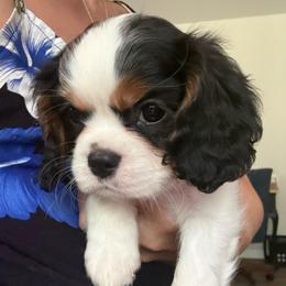 Baby Girl A - Tri-color female Cavalier King Charles Spaniel puppy in Goochland, Virginia from Cavaliers For You