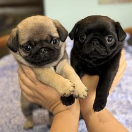 Pug Puppies from Sonya & Olly Pugs