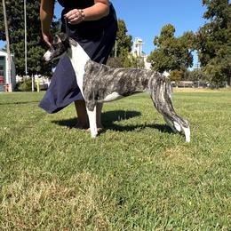Ari - Whippet
