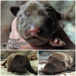 Dune - Red male Xoloitzcuintli puppy in Apple Valley, California from Barefoot Xoloitzcuintle