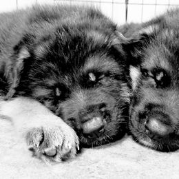 German Shepherd Puppies from vom Haus Jurincie