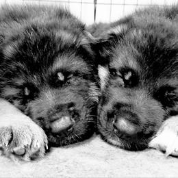 German Shepherd Puppies from vom Haus Jurincie