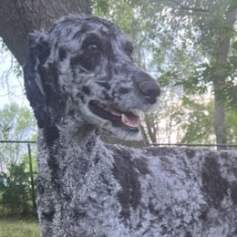 Miniature Australian Shepherds and Poodles from Triple J Aussies SD