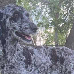 Miniature Australian Shepherds and Poodles from Triple J Aussies SD