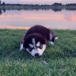 Alaskan Husky Puppies from Mawlawi Huskies