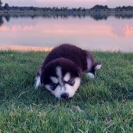 Alaskan Husky Puppies from Mawlawi Huskies
