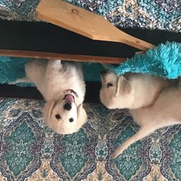 Golden Retriever Puppies from Snow Walker Goldens