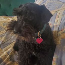 Sadie - Schnoodle