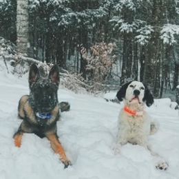 German Shepherd Puppies from vom Grenze Stadt German Shepherd Dogs