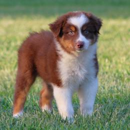 Red Tri Female - Red tri-color female Australian Shepherd puppy in Northport, Alabama from Sipsey River Australian Shepherds