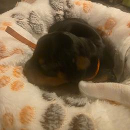 Parker (Orange) - Black and tan male Yorkshire Terrier puppy in Fayetteville, Tennessee from Mina's Yorkies