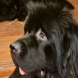 Rollo (King of Helluland Hundred) - Black male Newfoundland puppy in Marysville, Washington from Black Lions Newfoundlands