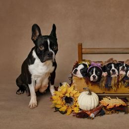 Boston Terriers and Redbone Coonhounds from Punk Kennels