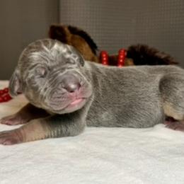 Girl 1 - Merle female Great Dane puppy in Weatherford, Texas from Oak Bend Danes