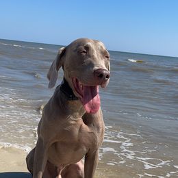 Ruger - Weimaraner