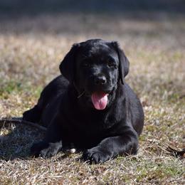Black female - Pink - Black female Labrador Retriever puppy in Edgefield, South Carolina from Backwoods Pond Labradors LLC