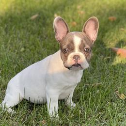 French Bulldog Puppies from The Frenchie Ravine Connection LLC