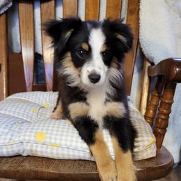 Miniature Australian Shepherd and Toy Australian Shepherd Puppies from Stoney Brook Aussies