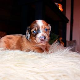 Arabella - Dapple female Dachshund puppy in Washburn, Tennessee from Clinch Mountain Dachshunds