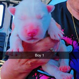 Joker (BLUE BOY) - White male Siberian Husky puppy in Quincy, Illinois from Boden Breeding