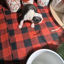 Wer - Black and white female Boston Terrier puppy in Gaffney, South Carolina from Battlefield Kennels