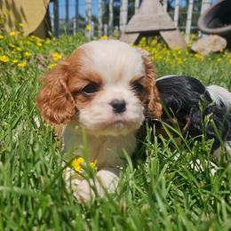 Ollie - Blenheim male Cavalier King Charles Spaniel puppy in Marshfield, Missouri from Puppyloversplace