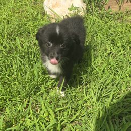 Peregrine - Black & white male Miniature Australian Shepherd puppy in Arlington, Texas from CopperHead Aussies