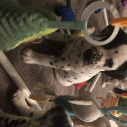 Dalmatian Puppies from Revere Dalmatians