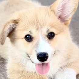 Bernese Mountain Dogs and Pembroke Welsh Corgis from Crowned Royalty