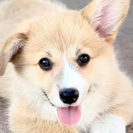 Bernese Mountain Dogs and Pembroke Welsh Corgis from Crowned Royalty