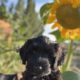 Portuguese Water Dog Puppies from Yellowstone Porties