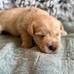 Wheaton - Wheaten female Miniature Schnauzer puppy in Independence, Missouri from Crown Schnauzers KC
