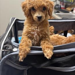 Cosmo - Red  male Poodle puppy in Picayune, Mississippi from JEN's Poodles