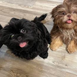 Shih Tzu Puppies from Marlene Kenney's Shih Tzus