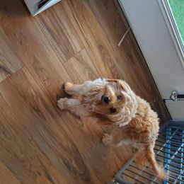 Amber - Aussiedoodle