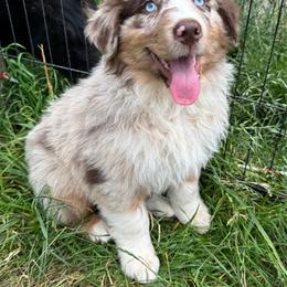 Porky - Red merle male Australian Shepherd puppy in Camas, Washington from Sayre Australian Shepherds