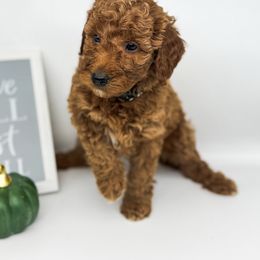 Gingerbread - Apricot male Goldendoodle puppy in O'fallon, Missouri from Rockin R Doodles