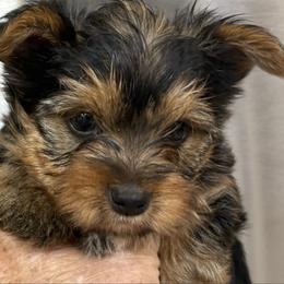 Sir Winston McSwain - Black and gold male Yorkshire Terrier puppy in Phoenix, Arizona from Coursey’s Yorkies