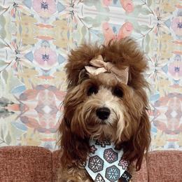 Goldendoodle Puppies from Graystone Doodles