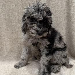 Girl 1 - female Labradoodle puppy in Ukiah, California from LG Labradoodles