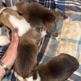 Pembroke Welsh Corgi Puppies from Solo spur ranch