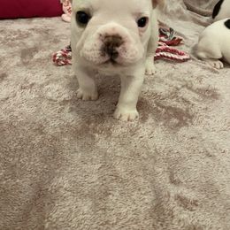 French Bulldog Puppies from Fur Royalty Frenchies